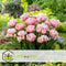 Plant in a Box - Tulipa Dreamer - Tulpenbollen x10 - Bloembollen voor Tuin, Terras of Balkon