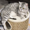 PawHut D30-326 - Kattenkrabpaal - 3 niveaus sisal en zeewier - Kaki en bruin