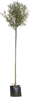 Knotwilg 180 cm stamhoogte | Salix alba KNOT 10-14 cm 180-200 cm| Bomenbezorgd.nl
