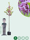 Gewone Judasboom | Cercis canadensis 6-8 cm 160-180 cm| Bomenbezorgd.nl