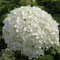 Hello Plants Hydrangea Arborescens Strong Annabelle Hortensia - Wit - Ø 19 cm - Hoogte: 30 cm