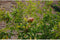 Granaatappelboom Punica granatum h 130 cm st. omtrek 12cm