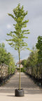 Ruwe iep | Ulmus glabra 6-10 cm | Bomenbezorgd.nl