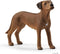 schleich FARM WORLD - Rhodesische ridgeback - 13895