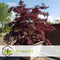 Plant in a Box - Japanse esdoorn 'Black Lace' - Set van 2 - Japanse esdoorn winterhard Limited Edition - Pot 19cm - Hoogte 60-70cm