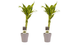 Decorum Duo 2 x Dracaena Sandriana gold met Anna taupe