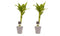 Decorum Duo 2 x Dracaena Sandriana gold met Anna taupe