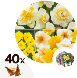 Plant in a Box - Narcissen Dubbel Mix - 40x Narcissenbollen - Vroegbloeiende winterharde bloembollen voor in de tuin