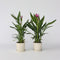 Plant in a Box - Curcuma 'Al Siam Supreme' - Set van 4 - Kurkuma - Bloeiende kamerplanten - Pot 13cm - Hoogte 40-60cm