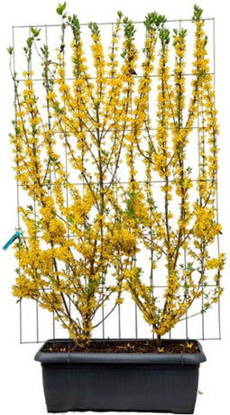 Hedge to Go - Forsythia intermedia Haag