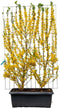 Hedge to Go - Forsythia intermedia Haag