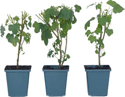 Plant in a Box - Anisodontea capensis - Kaaps Kaasjeskruid – Kaapse Malve - Set van 3 - roze/paars – bloeiende tuinplant – ⌀9 cm – hoogte 25-40 cm
