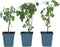 Plant in a Box - Anisodontea capensis - Kaaps Kaasjeskruid – Kaapse Malve - Set van 3 - roze/paars – bloeiende tuinplant – ⌀9 cm – hoogte 25-40 cm