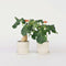 Plant in a Box - Jatropha Podagrica - Set van 2 - Bloeiende Tropische Kamerplanten - Pot 13cm - Hoogte 25-45cm