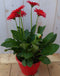 Patio Gerbera rood in grote pot