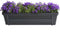 Campanula Addenda Lavender in ELHO ® Green Basics balkonbak (Living Black) met metalen balkonrek ↨ 30cm - hoge kwaliteit planten