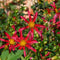 Plant in a Box - Dahlia 'Honka Mix' - set van 6 - zomerbloeiers - dahliaknollen - tuinbloemen - Wit / Rood / Geel