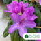 Rhododendron 'Azurro' | Rhododendron 'Azurro' | Bomenbezorgd.nl