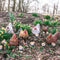 Tuinfiguur broedende kip met kuikens | bruin | 19 cm