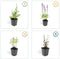Plants by Frank | 60 Salie planten | Salvia nemorosa 'Ostfriesland' | Winterharde bodembedekker planten | tuinplanten | Winterharde vaste planten meerjarig | Winterharde tuinplanten