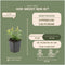Plants by Frank | 24 Sint-Janskruid Planten | Hypericum calycinum | Winterharde bodembedekker planten | tuinplanten | Winterharde vaste planten meerjarig | Winterharde tuinplanten