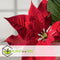 Plant in a Box - Euphorbia pulcherrima op stam - Poinsettia kamerplant - Kerstsfeer - Groene bladeren en rode bloemen - Pot 17cm - Hoogte 60-70cm