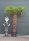 Chinese waaierpalm - Trachycarpus Fortunei 150 cm stamhoogte