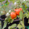 Plant in a Box - Lycopersicon esculentum 'Heartbreaker’ - Set van 6 - Tomatenplant - Pot 10.5cm - Hoogte 20-30cm