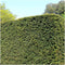Plants by Frank | 1 strekkende meter Venijnboom haag | 6x Taxus media Groenland Ø12 cm - 20 cm| winterharde haagplanten | Groenblijvende haag | Tuinplanten | Planten