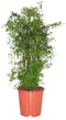 Polyscias Ming ↨ 90cm - hoge kwaliteit planten