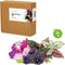 Click & Grow vibrant flower mix