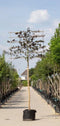 Rode leibeuk 150 cm | Fagus syl. 'Atropunicea' 8-12 cm 150 cm| Bomenbezorgd.nl