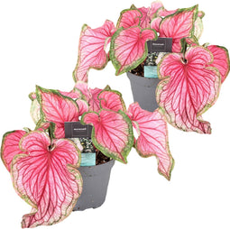 Plant in a Box - Caladium Sweetheart - Set van 2 - Tropische kamerplant - Pot 12cm - Hoogte 25-40cm