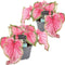 Plant in a Box - Caladium Sweetheart - Set van 2 - Tropische kamerplant - Pot 12cm - Hoogte 25-40cm