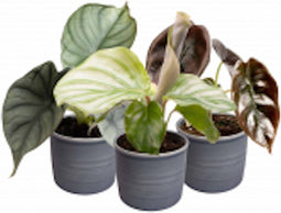Plantenset 'Jungle Dream' (in Laos keramiek)