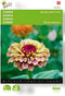 Zinnia Queeny Red Lime (Zinnia elegans)