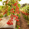Plant in a Box - Ribes rubrum 'Jonkheer van Tets' - Aalbes - Set van 2 - Fruitstruik - Rode bessen - ⌀15cm - Hoogte 50-60cm