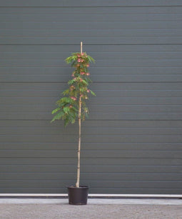 2 stuks! Perzische slaapboom Albizia julibrissin h 210 cm boom