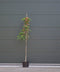 2 stuks! Perzische slaapboom Albizia julibrissin h 210 cm boom