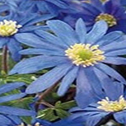 5 stuks - JUB - Anemone bl. Blue Shades 12 bollen