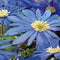 5 stuks - JUB - Anemone bl. Blue Shades 12 bollen