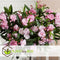 Plant in a Box - Nerium Oleander - Tuinplant - Pot 21cm - Hoogte 80-90cm
