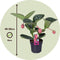 Plant in a Box - Medinilla Magnifica 'Lambada' - Kamerplant - ⌀14cm - Hoogte 40-50cm