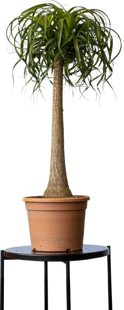 2 stuks! Olifantspoot Beaucarnea recurvata 120 cm