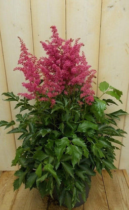 Astilbe rood