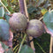 Roodbladige walnotenboom | Juglans r. 'Purpurea' 1-3 cm | Bomenbezorgd.nl