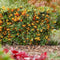 Perfect Garden | Set van 2 gele Vuurdoorn planten | 15 cm Ø | 60 cm | Pyracantha coccinea Sunny Star | Vuurdoorn haag | winterharde planten voor in de tuin | Tuinplanten