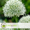 Plant in a Box - Allium Mount Everest - Bloembollen x6 - Allium - Wit - Groot en bolvormig