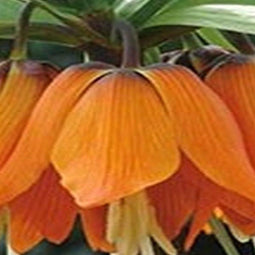 3 stuks - JUB - Fritillaria imp. Aurora 1 bollen