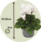 Plant in a Box - Cyclamen persicum 'Metis White' - Set van 6 - Perzische cyclaam - Pot 9cm - Hoogte 10-20cm